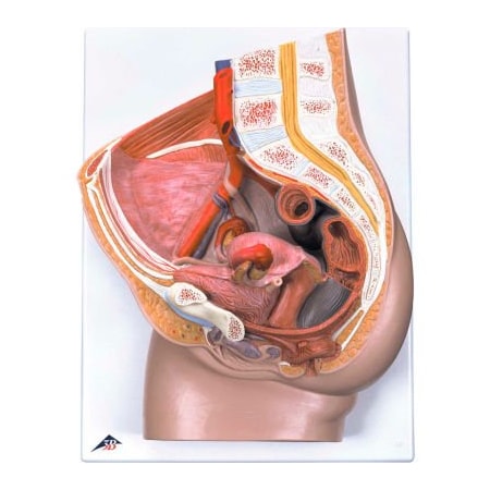 Fabrication Enterprises 3B Anatomical Model - Female Pelvis, 3-Part with Ligaments 976630